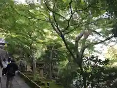 長谷寺の自然