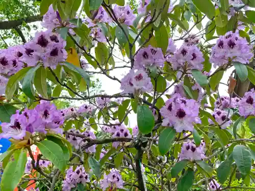 不動寺(松井田不動尊) の自然