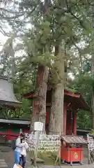 日光二荒山神社の自然