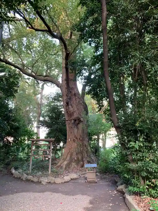 高座結御子神社(熱田神宮摂社)の自然