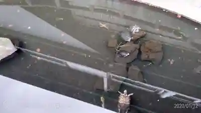 成田山川越別院の手水舎