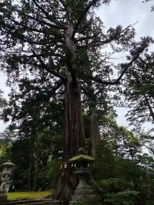 八幡宮の{uncategorized: "未分類", other: "その他", undefined: "問題あり", building: "その他建物", grave: "お墓", sacred_gate: "鳥居", guardian: "狛犬", statue: "像", buddha: "仏像", history: "歴史", nature: "自然", garden: "庭園", animal: "動物", pagoda: "塔", temizu: "手水舎", mountain_gate: "山門・神門", sanctuary: "本殿・本堂", subordinate: "末社・摂社", art: "芸術", scenery: "景色", jizo: "地蔵", ema: "絵馬", goshuin: "御朱印", omikuji: "おみくじ", items: "授与品その他", amulet: "お守り", goshuincho: "御朱印帳", eats: "食事", festival: "お祭り", votive_dance: "神楽", shichigosan: "七五三参", wedding: "結婚式", experience: "体験その他", initially: "初詣", around: "周辺", anti_infection: "感染症対策"}