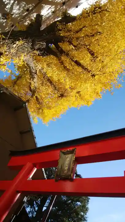 五郎久保稲荷神社の鳥居