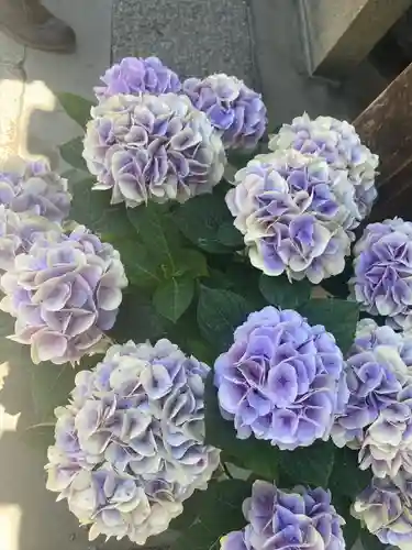 岡寺（龍蓋寺）の自然