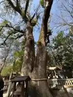 伊弉諾神宮の{uncategorized: "未分類", other: "その他", undefined: "問題あり", building: "その他建物", grave: "お墓", sacred_gate: "鳥居", guardian: "狛犬", statue: "像", buddha: "仏像", history: "歴史", nature: "自然", garden: "庭園", animal: "動物", pagoda: "塔", temizu: "手水舎", mountain_gate: "山門・神門", sanctuary: "本殿・本堂", subordinate: "末社・摂社", art: "芸術", scenery: "景色", jizo: "地蔵", ema: "絵馬", goshuin: "御朱印", omikuji: "おみくじ", items: "授与品その他", amulet: "お守り", goshuincho: "御朱印帳", eats: "食事", festival: "お祭り", votive_dance: "神楽", shichigosan: "七五三参", wedding: "結婚式", experience: "体験その他", initially: "初詣", around: "周辺", anti_infection: "感染症対策"}