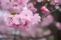 滑川神社 - 仕事と子どもの守り神の自然