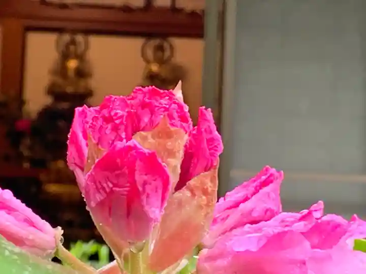 牟禮山観音禅寺の自然