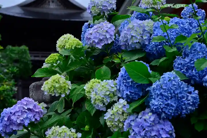 高幡不動尊 金剛寺(東京都)