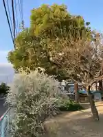 八幡神社の自然