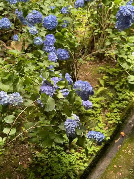 柳谷観音 楊谷寺(京都府)