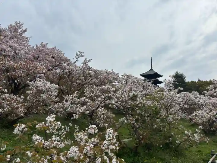 仁和寺(京都府)
