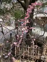 牛天神北野神社の自然