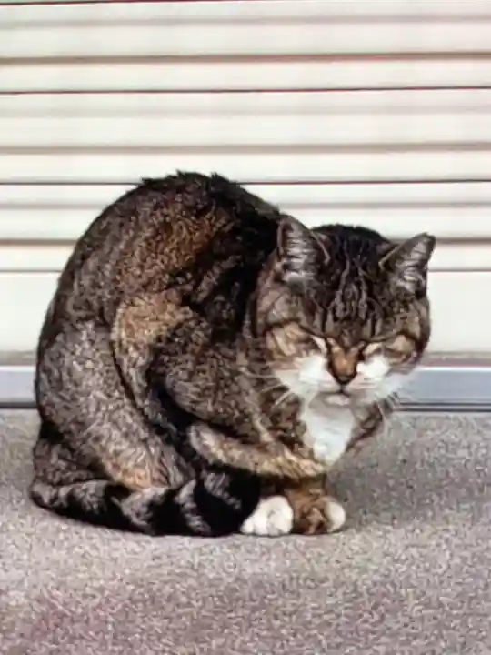 白金氷川神社(東京都)
