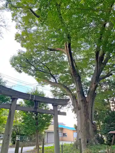 六所神社の鳥居