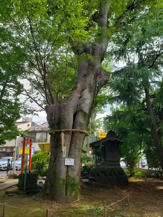 阿佐谷弁天社の自然