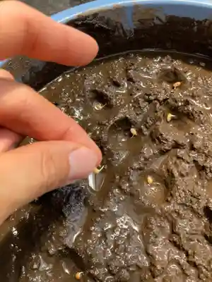 總社 和田八幡宮(福井県)