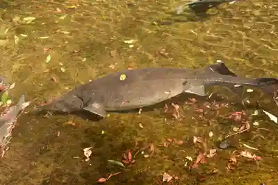 高千穂神社(宮崎県)
