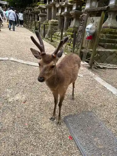 春日大社(奈良県)