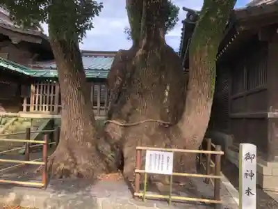 焼津神社(静岡県)