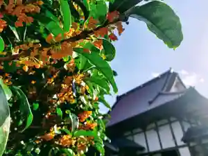 長徳寺の自然(2020年10月06日(火) 22時06分02秒投稿)