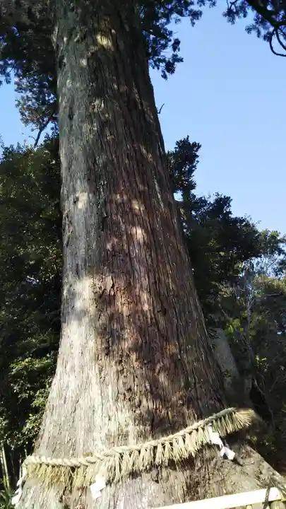松澤 熊野神社の自然