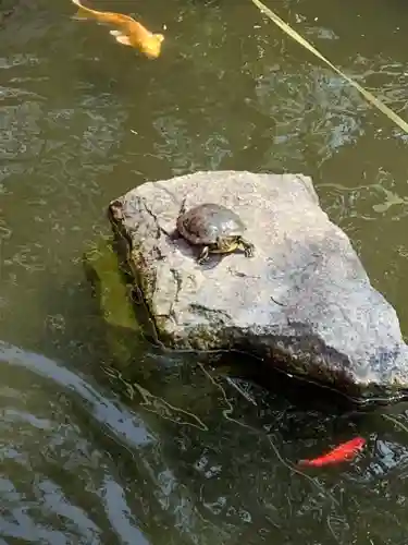 今泉八坂神社の動物