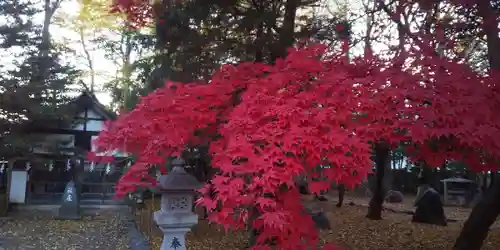 琴似神社の自然