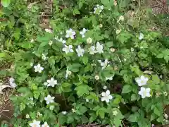 大山祇神社の自然