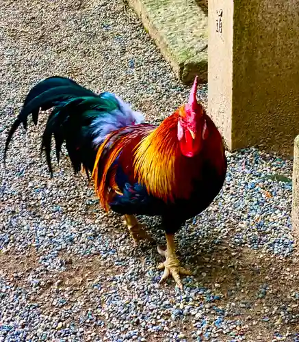 石上神宮の動物