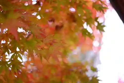 越中一宮 髙瀬神社(富山県)