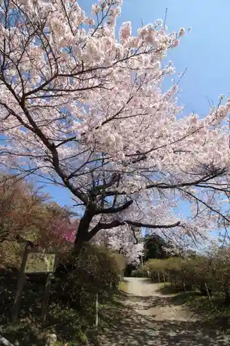 宝登山神社奥宮の自然