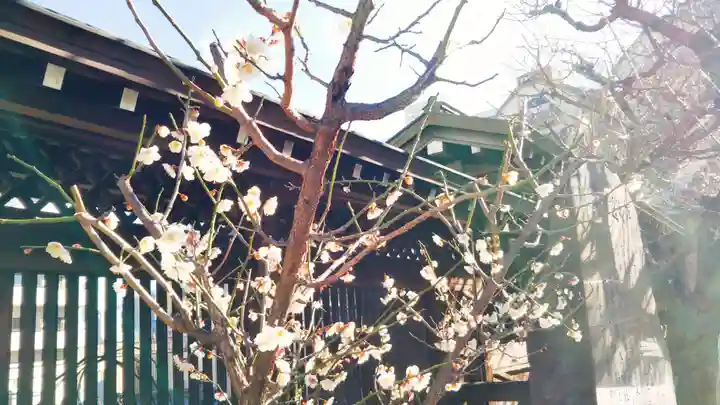 湯島天満宮の自然