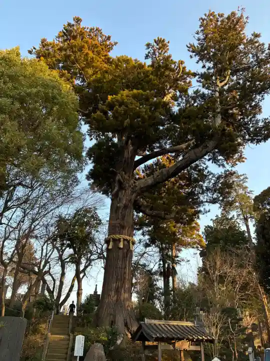 妙照寺(千葉県)
