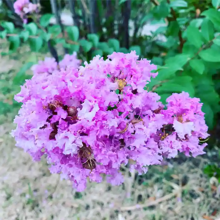 豊景神社の自然