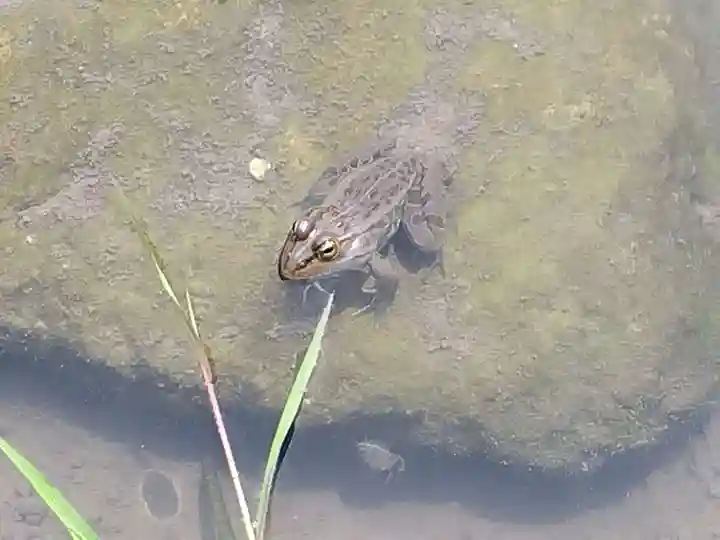 大安禅寺(福井県)