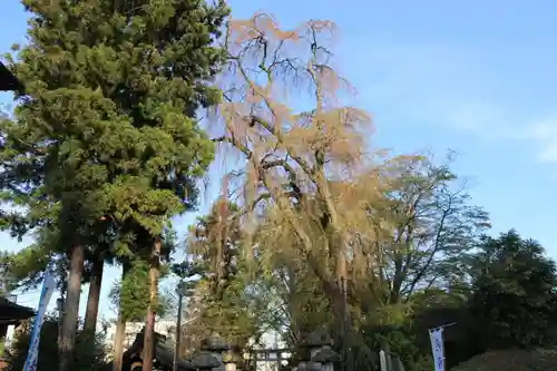 神炊館神社 ⁂奥州須賀川総鎮守⁂の自然