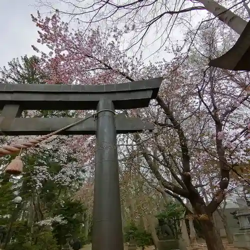 信濃神社の鳥居