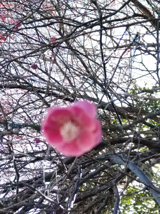 圓通寺(円通寺)の庭園