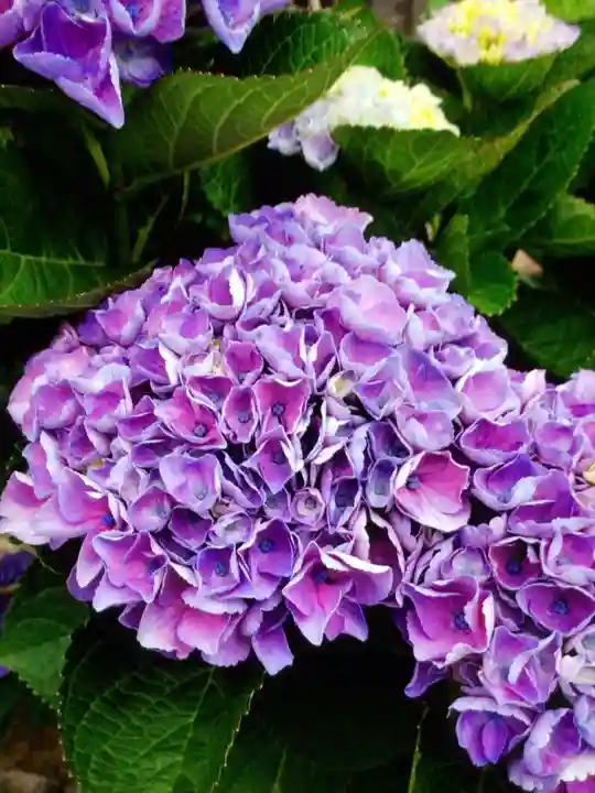 宝祥寺(東京都)