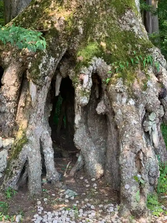 富士山東口本宮 冨士浅間神社の自然