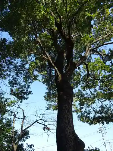 牟礼神明社の自然