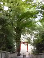 雷神社の自然