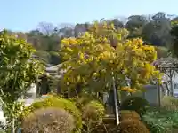 来迎寺(材木座)の自然