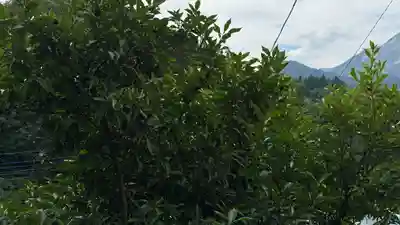 卜雲寺(埼玉県)