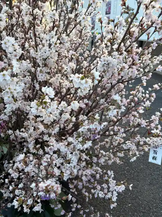 眞性寺(東京都)