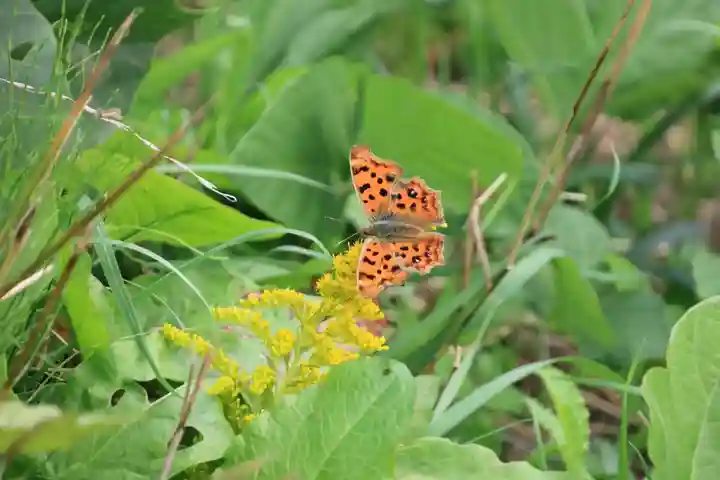 鹿島大神宮の自然