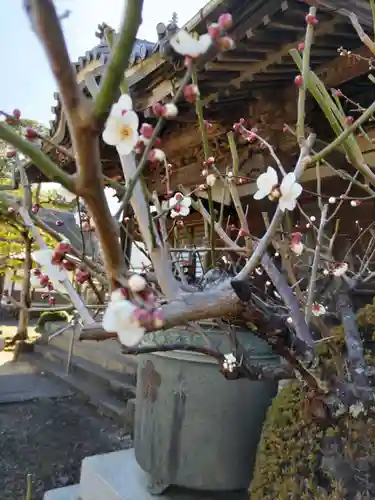 金剛寺の庭園