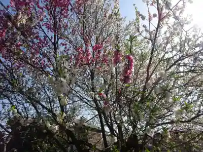 医王寺薬師堂(恩田薬師堂)の自然