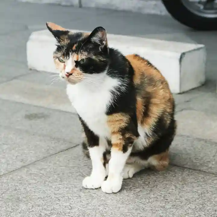 くまくま神社(導きの社 熊野町熊野神社)の動物