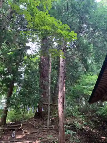 戸隠神社火之御子社の自然